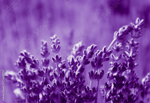 Beautiful violet wild Lavender backdrop meadow close up. French Provence field of purple lavandula herbs blooming.