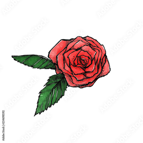 Fototapeta Naklejka Na Ścianę i Meble -  Hand drawn rose isolated on white background. Graphic element. Floral form.