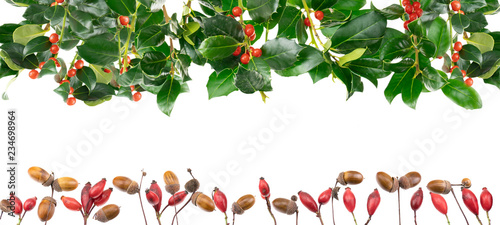 Weihnachtsdekoration aus Ästen und Beeren der Stechpalme (Ilex). Die Pflanzenteile sind isoliert vor weißem Hintergrund. Hagebutten und Eicheln bilden eine Kante. photo