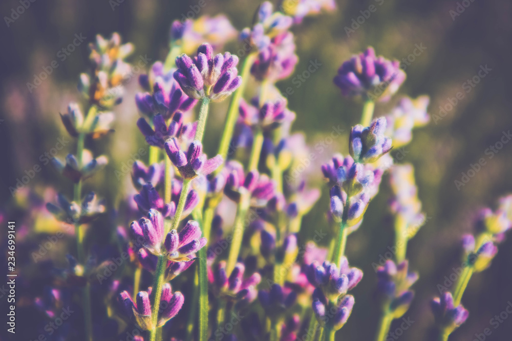 Obraz premium Beautiful violet wild Lavender backdrop meadow close up. French Provence field of purple lavandula herbs blooming.