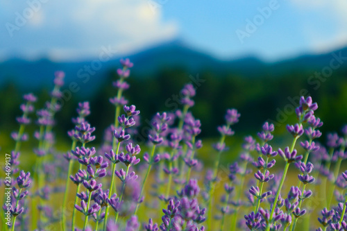 Beautiful violet wild Lavender backdrop meadow close up. French Provence field of purple lavandula herbs blooming. © alicefoxartbox