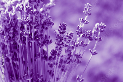 Beautiful violet wild Lavender backdrop meadow close up. French Provence field of purple lavandula herbs blooming.