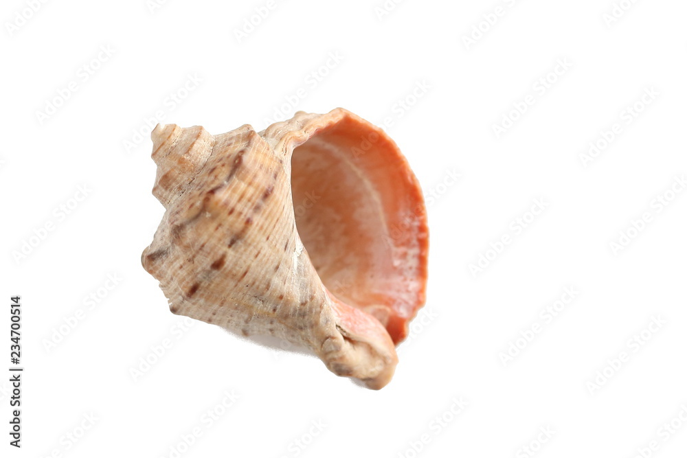Isolated light shell on the vhite background with empty copy space Isolated light shell on the vhite background with empty copy space