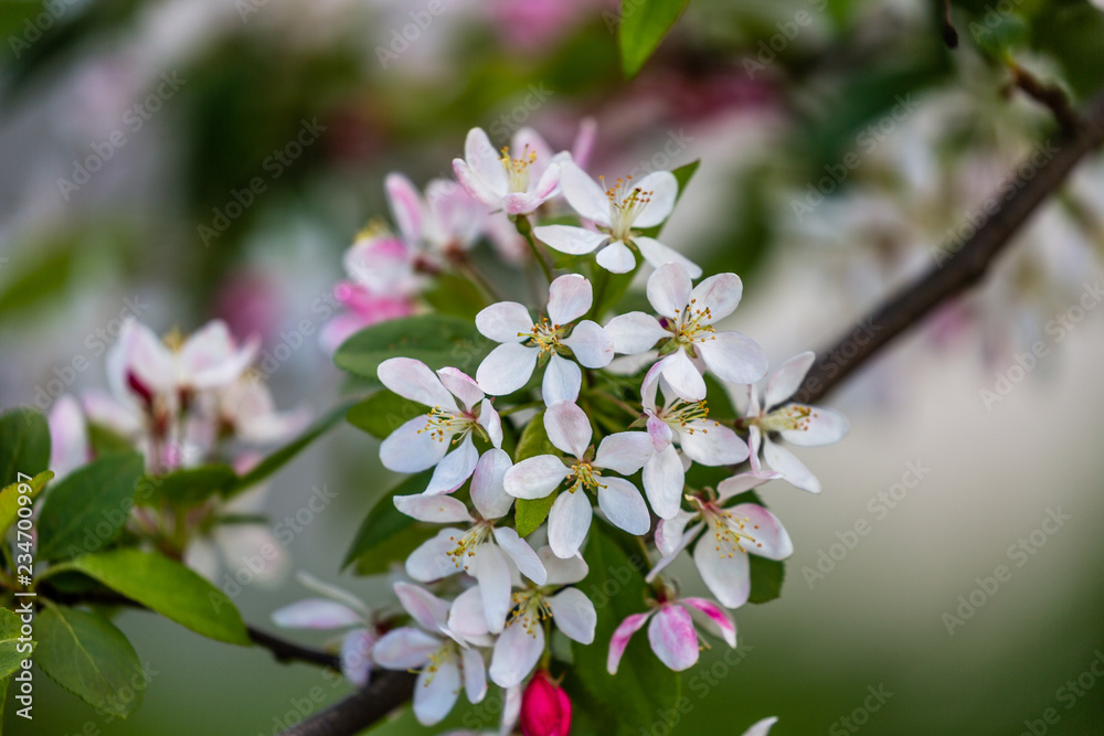 Blooming tree in spring Blooming tree in spring