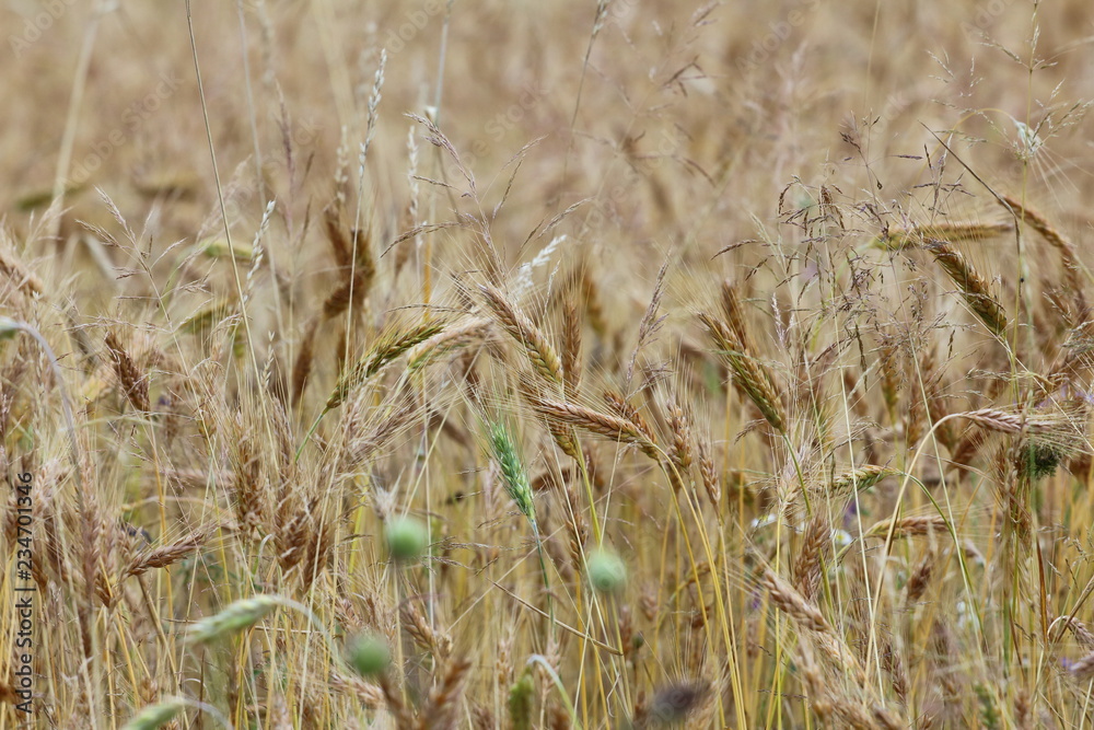Fototapeta premium Field of wheat