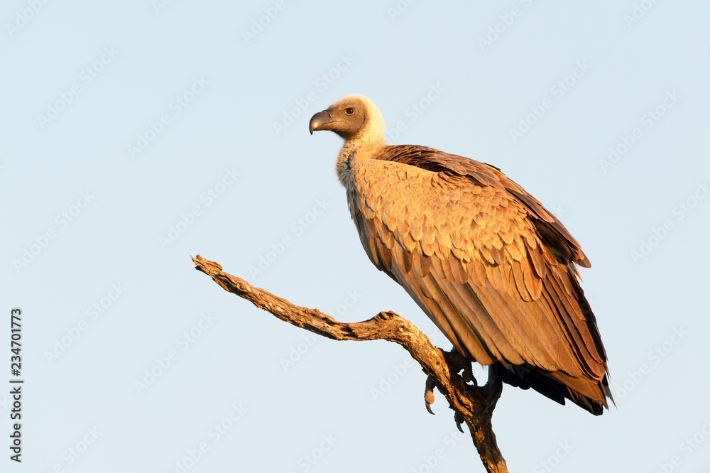 White-backed vulture (Gyps africanus) perched in dead tree, Kruger national park, South Africa. White-backed vulture (Gyps africanus) perched in dead tree, Kruger national park, South Africa.