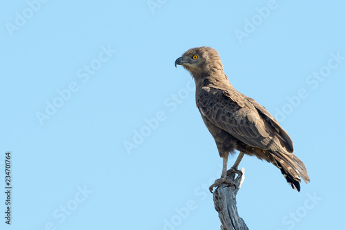 Brown snake-eagle  Circaetus cinereus  perched in treetop with blue sky Kruger national park  South Africa.