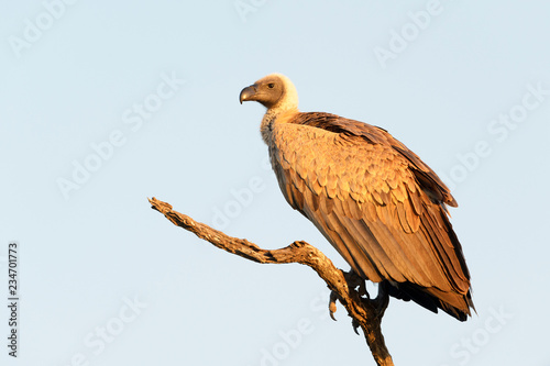 White-backed vulture (Gyps africanus) perched in dead tree, Kruger national park, South Africa.