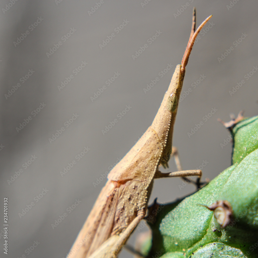 Image of Slant-faced or Gaudy grasshopper(Acrididae)on a green leaf. Locust, Insect, Animal. Image of Slant-faced or Gaudy grasshopper(Acrididae)on a green leaf. Locust, Insect, Animal.