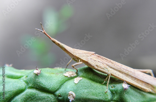 Image of Slant-faced or Gaudy grasshopper(Acrididae)on a green leaf. Locust, Insect, Animal.
