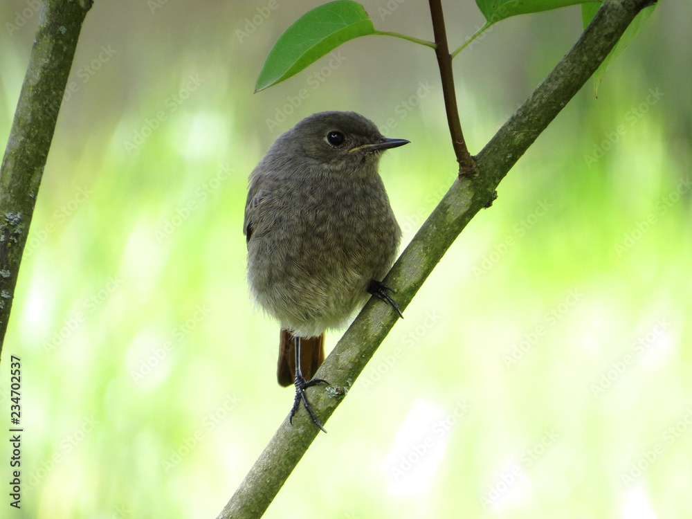 Naklejka premium Bird on a branch