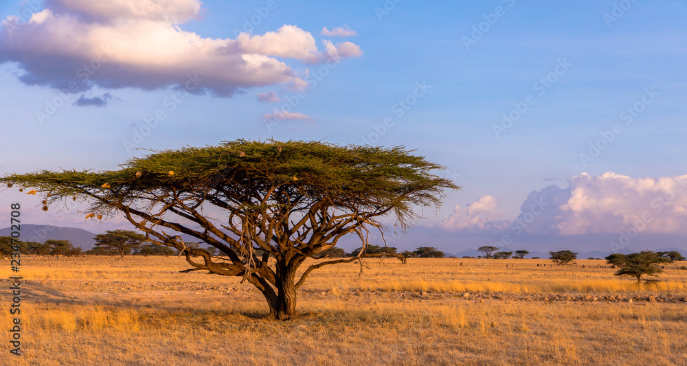 Fototapeta premium Jeden z najpiękniejszych krajobrazów w Afryce, Masajów Mara, Kenia