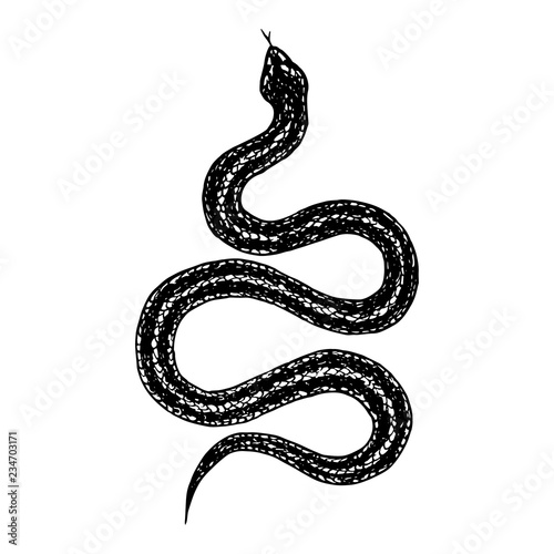 Hand drawn vintage snake, vector  illustration. Snake silhouette illustration. Vector tattoo design. Graphic sketch for posters, tattoo, clothes, t-shirt design, pins, patches, badges, stickers. 