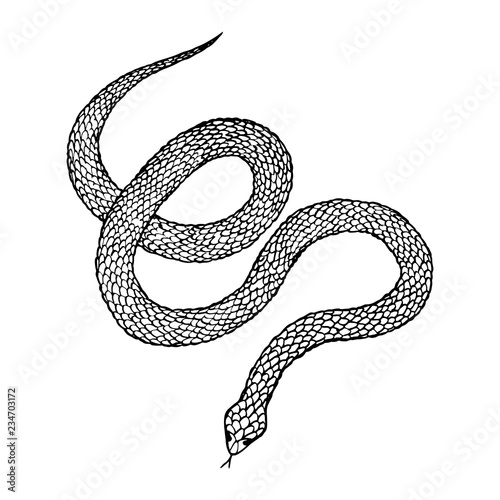 Hand drawn vintage snake, vector  illustration. Snake silhouette illustration. Vector tattoo design. Graphic sketch for posters, tattoo, clothes, t-shirt design, pins, patches, badges, stickers. 