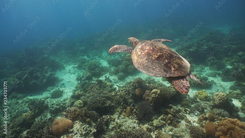 Sea turtle swimming underwater over corals. Sea turtle moves its flippers in the ocean under water. Wonderful and beautiful underwater world. Diving and snorkeling in the tropical sea. Philippines.