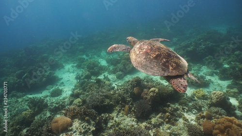 Sea turtle swimming underwater over corals. Sea turtle moves its flippers in the ocean under water. Wonderful and beautiful underwater world. Diving and snorkeling in the tropical sea. Philippines. © Alex Traveler