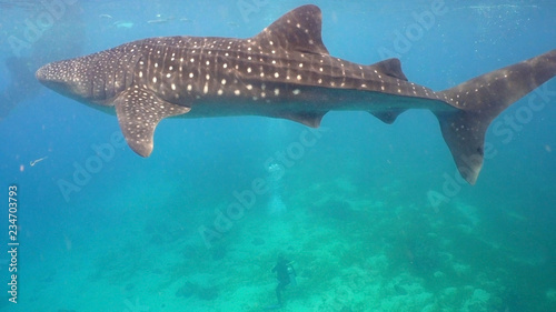 Whale Shark swimming in the clear blue water. Rhincodon typus. Whale shark underwater. Philippines, Oslob.. Wonderful and beautiful underwater world. © Alex Traveler