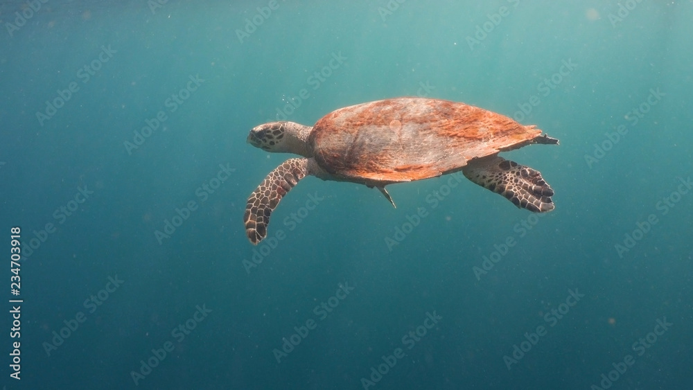 Obraz premium Sea turtle swimming underwater in the sea. Turtle moves its flippers in the ocean under water in the rays of the sun. Wonderful and beautiful underwater world. Diving and snorkeling the tropical sea