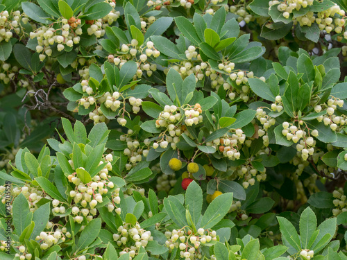 Arbustus unedo - L'arbousier commun ou arbre à fraises avec des rameaux remplis de feuilles, fleurs et fruits en hivers photo