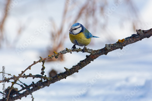 Blue tit sits on a thin lichen-covered larch twig.