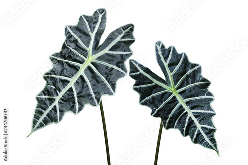 Heart-shaped Leaves of Alocasia Plant Isolated on White Background photo