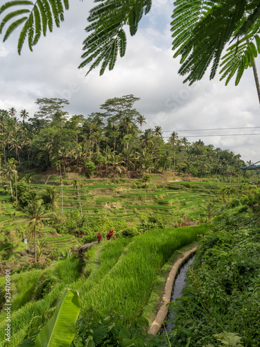 Amazing green cascade rice field plantation at Tegalalang terrace. Bali, Indonesia. November, 2018