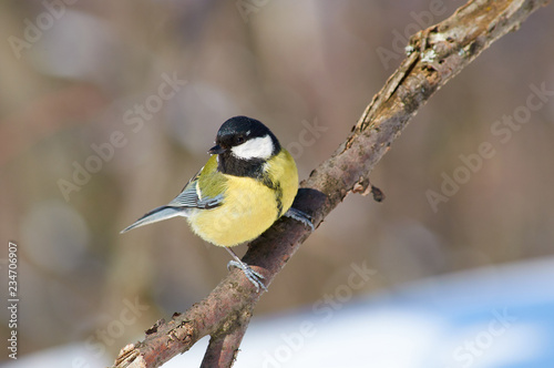 Great tit sits on a branch turning its head (in the winter in the forest park).
