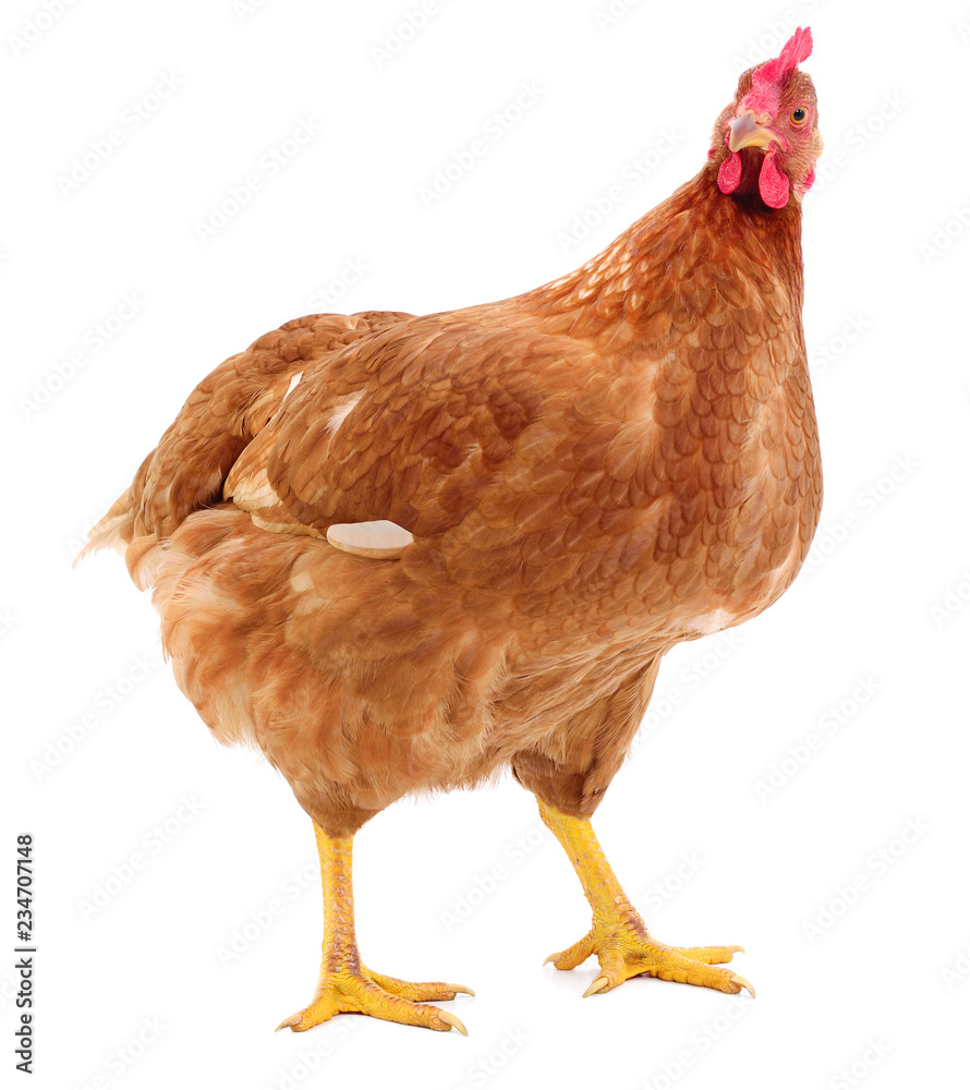 Fototapeta premium Brown hen isolated.
