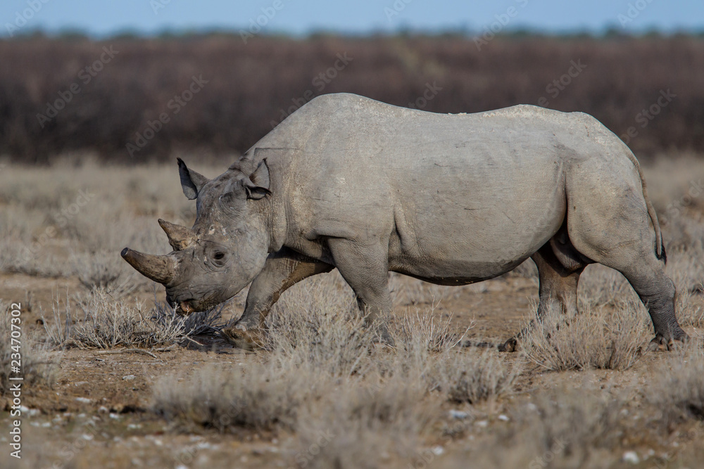 Black rhinoceros walking on the dry plains in Etosha National Park in Namibia Black rhinoceros walking on the dry plains in Etosha National Park in Namibia