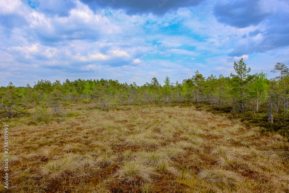 Fototapeta premium swamp area landscape view with lonely pine trees and turf fields