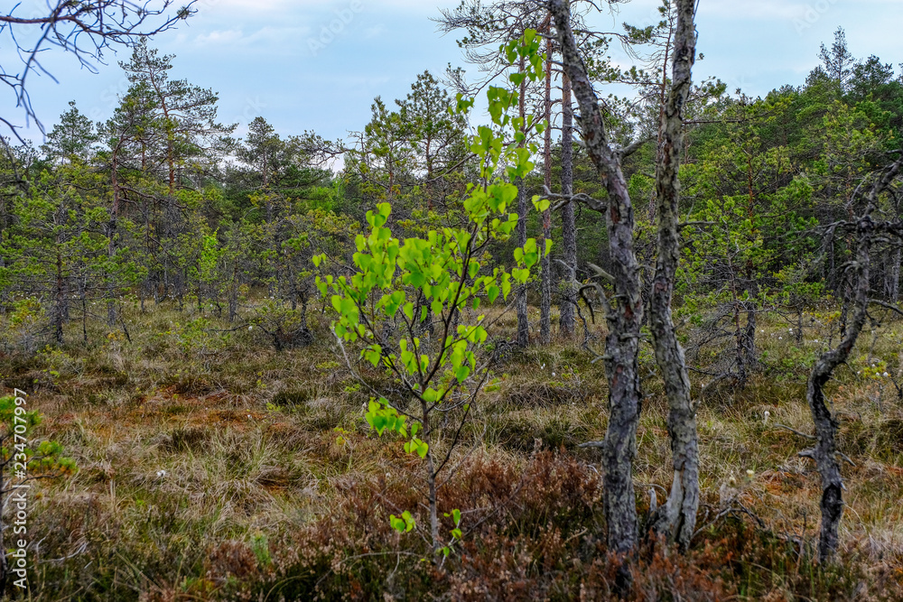 swamp area landscape view with lonely pine trees and turf fields