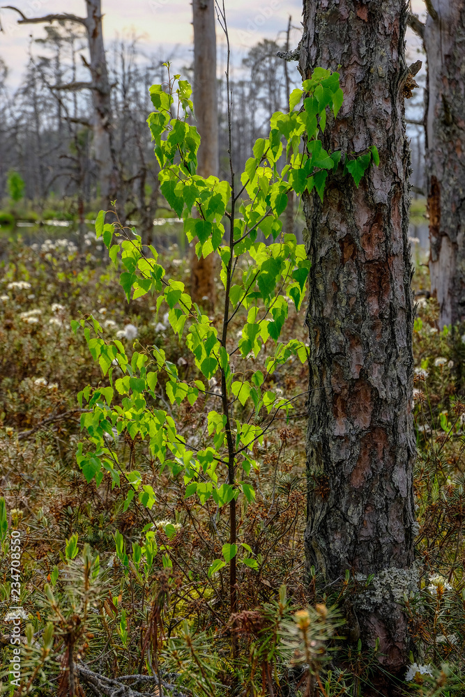 Naklejka premium widok na krajobraz bagien z samotnymi sosnami i polami darniowymi