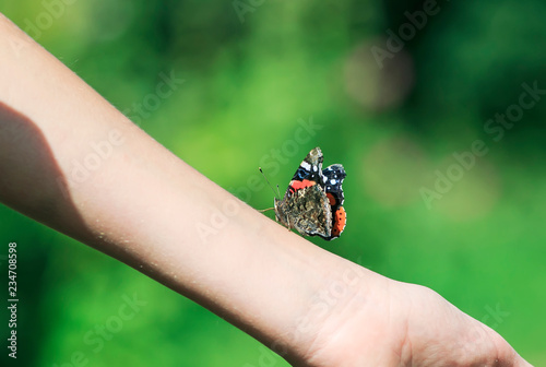 beautiful butterfly Admiral crawling on hand girl in summer garden about to fly away