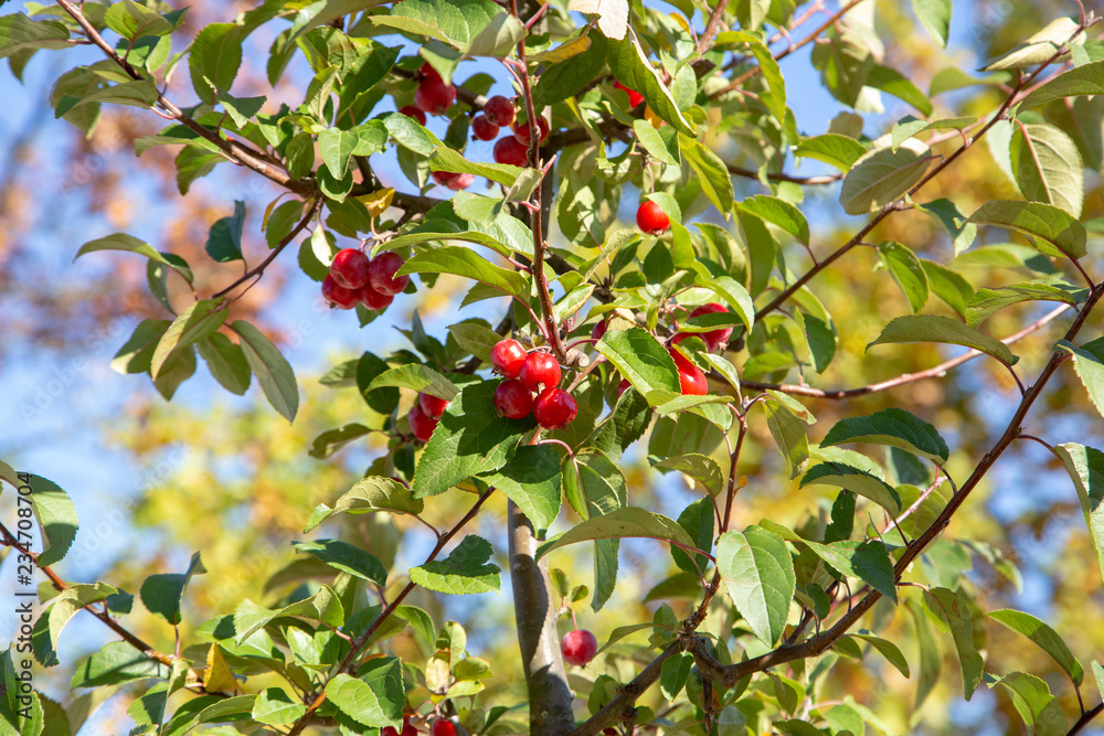 Branches of rowan berries with berries in sunlight