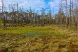 swamp area landscape view with lonely pine trees and turf fields