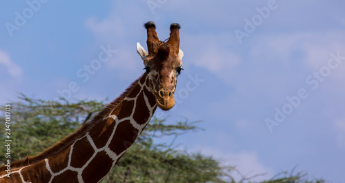 Giraffe vor Schirmakazie