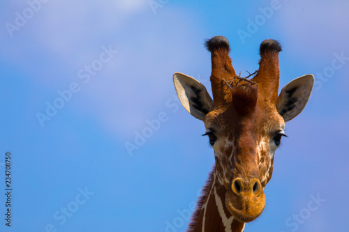 Giraffe, Kopf, Nahaufnahme