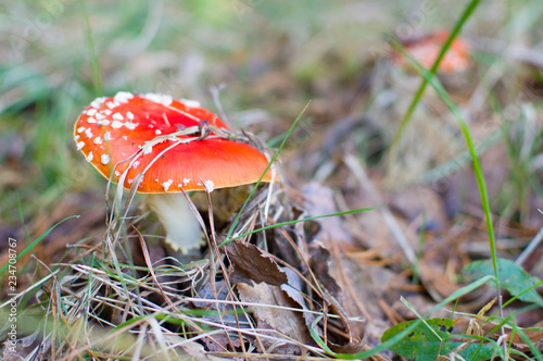 red venom mushroom fly