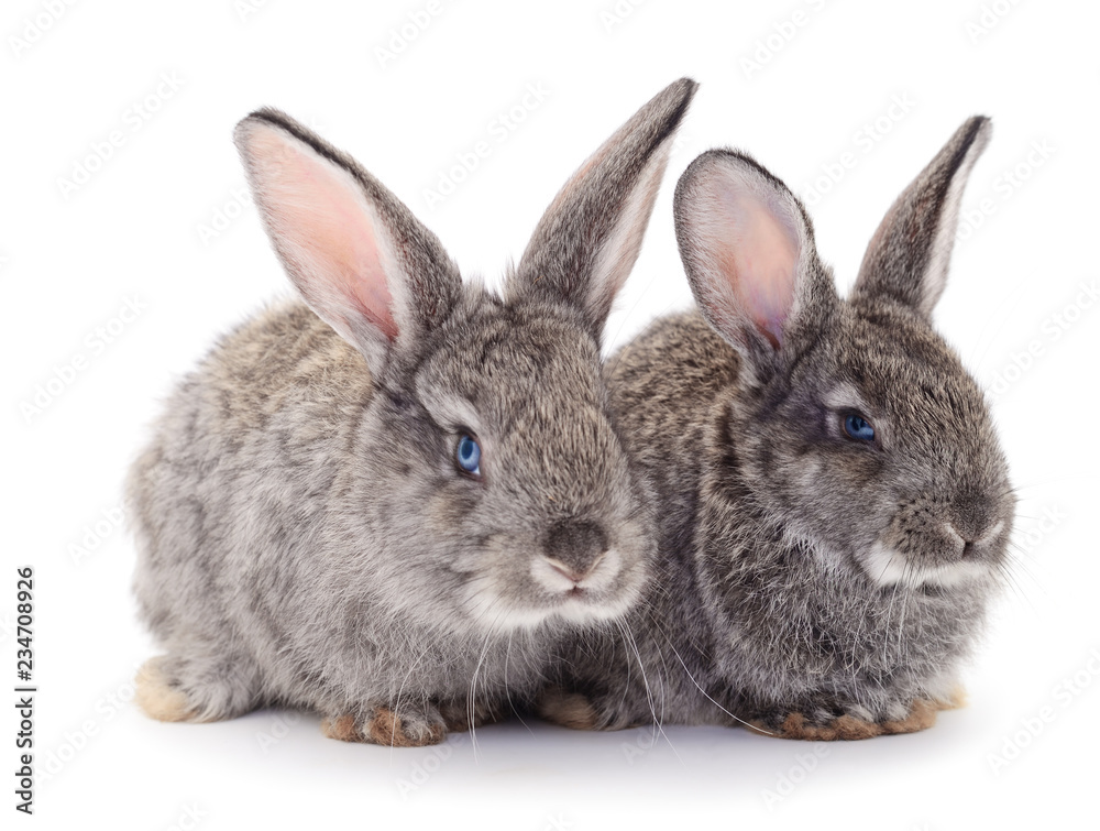 Obraz premium Two gray rabbits isolated