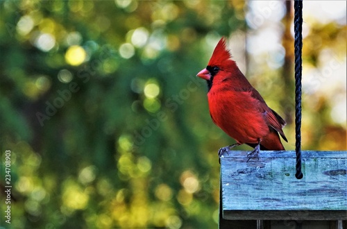 Fotografia A single male cardinal bird perching on the roof of wooden feeder enjoy watching and relaxing on the soft focus garden background, Autumn  in Georgia USA