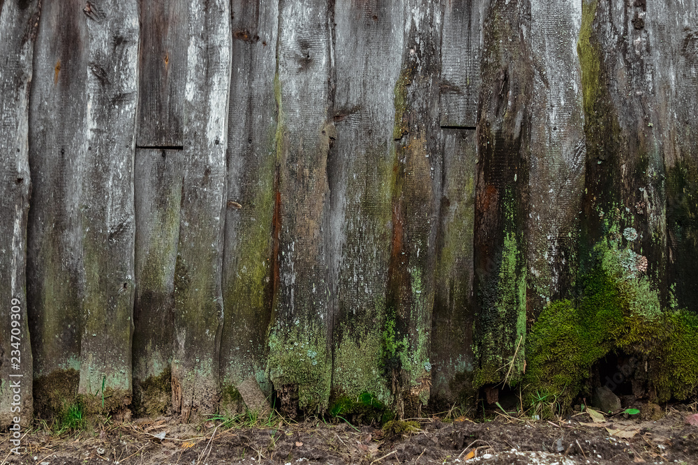 Old, wooden background, old boards covered with moss, mold, rot. The concept of time, fungus, unsanitary conditions, old age. Old, wooden background, old boards covered with moss, mold, rot. The concept of time, fungus, unsanitary conditions, old age.