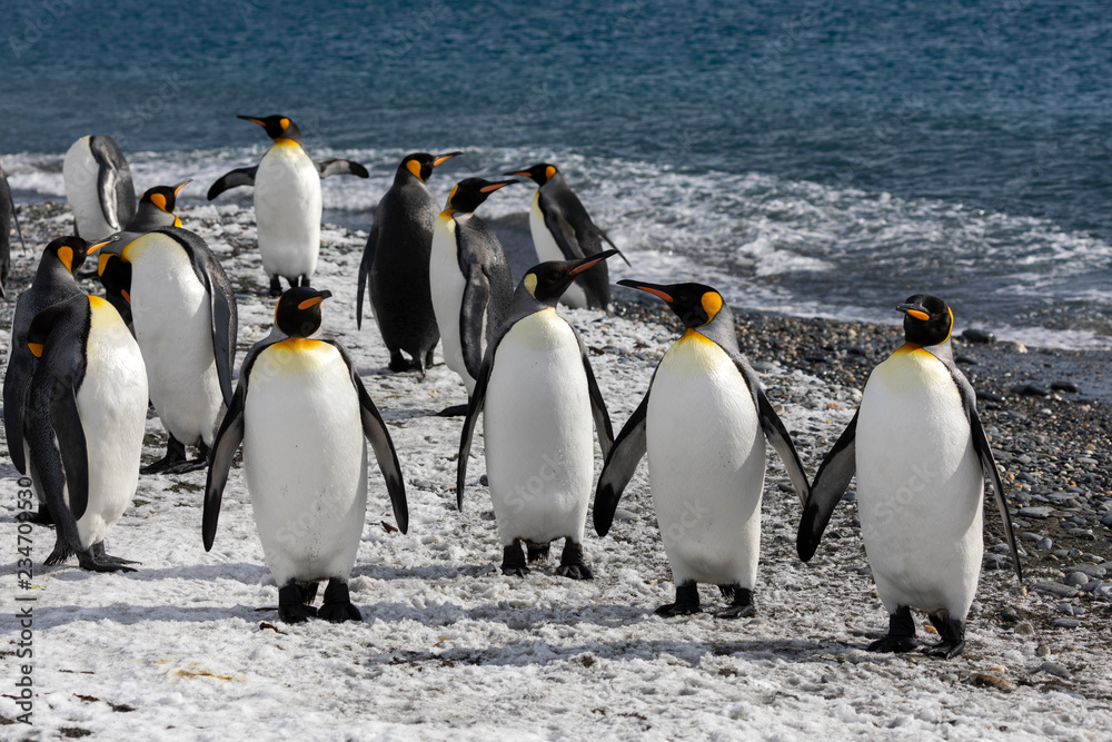 Obraz premium King penguins waddle out to sea on the beach on Salisbury Plain on South Georgia in the Antarctic