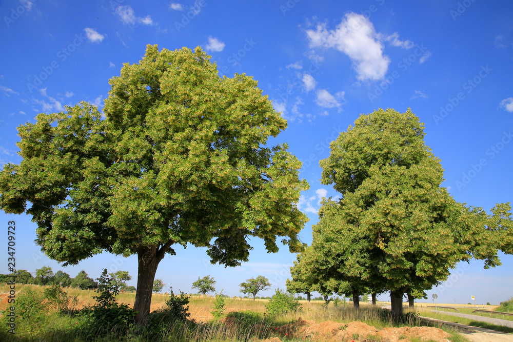 Linden (Tilia) im Sommer, Bayern, Deutschland Linden (Tilia) im Sommer, Bayern, Deutschland