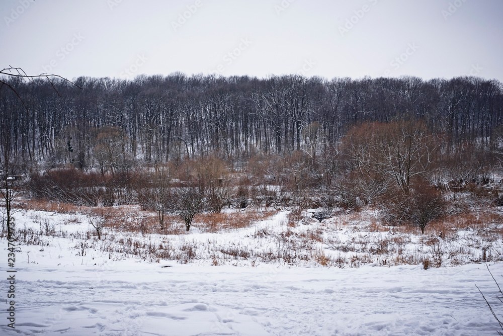 custom made wallpaper toronto digitalWinter landscape with clearing in the woods