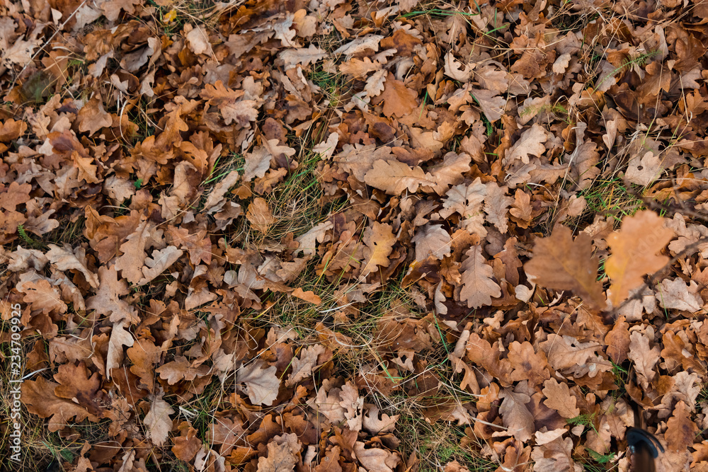 Texture, yellow leaves on the ground, top view. Concept of autumn, cold, yellow leaves, autumn mood. Copy space.