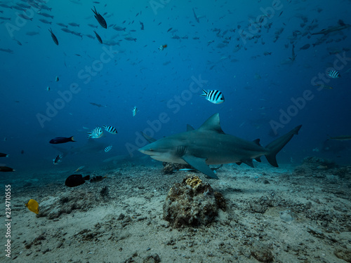 Shark feeding underwater background