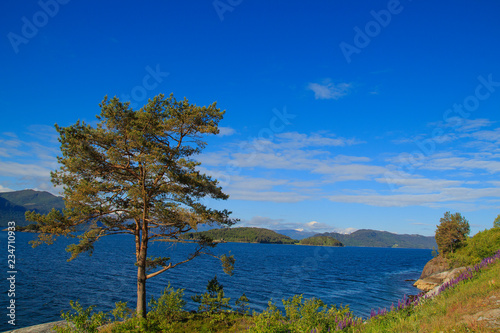 Pine on the background of the bay and mountains in Norway
