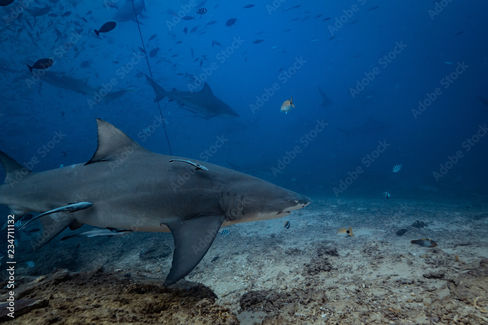 Fototapeta premium Shark feeding underwater background