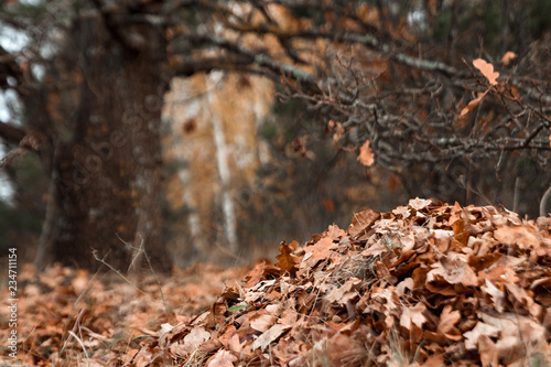 A bunch of autumn, yellow foliage on the ground, cleaning the leaves. Work in the garden. Concept autumn, yellow leaves, autumn mood. Copy space.