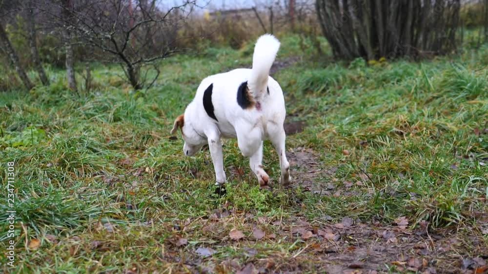 Disabled Three-Legged Dog Walking Outdoors. Disabled Three-Legged Dog Walking Outdoors.